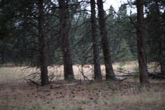 Odocoileus virginianus