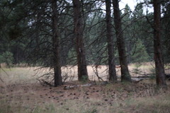 Odocoileus virginianus