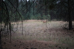 Odocoileus virginianus