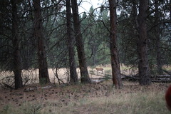 Odocoileus virginianus