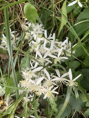 Clematis flammula
