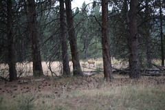 Odocoileus virginianus