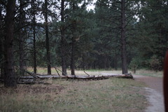 Odocoileus virginianus