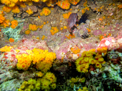 Neoniphon suborbitalis