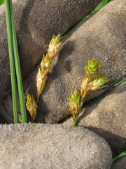 Carex bicknellii