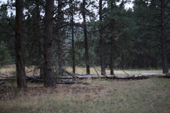 Odocoileus virginianus