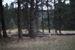 Odocoileus virginianus