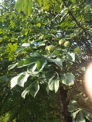 Aesculus hippocastanum