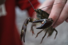 Pacifastacus leniusculus