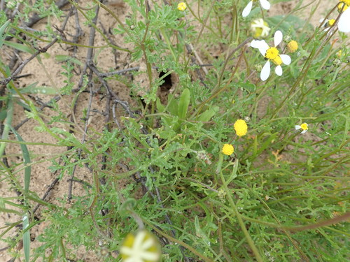 Image of Oncosiphon africanus by no rights reserved