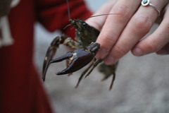 Pacifastacus leniusculus