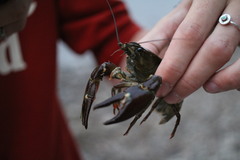 Pacifastacus leniusculus