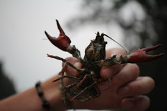 Pacifastacus leniusculus