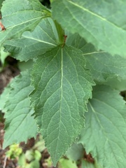 Campanula trachelium