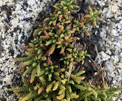 Ivesia lycopodioides