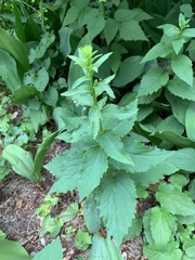 Campanula trachelium