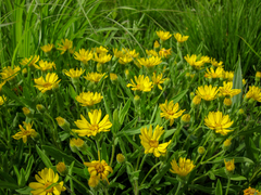 Heterotheca camporum