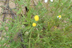 Oncosiphon africanus