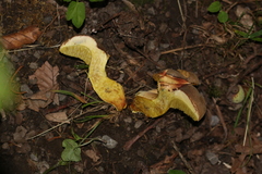 Hortiboletus engelii