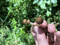 Cystoagaricus subamarus