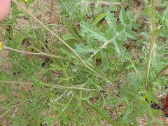 Oncosiphon africanus