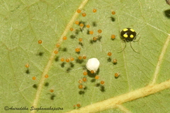 Theridula gonygaster