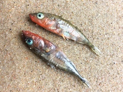 Gasterosteus aculeatus aculeatus