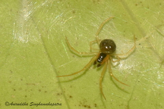 Theridula