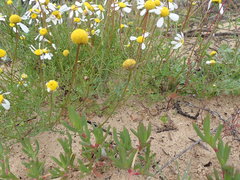 Oncosiphon africanus