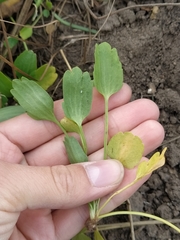 Halerpestes sarmentosa