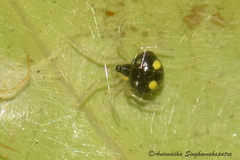 Theridula gonygaster
