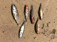 Gasterosteus aculeatus aculeatus