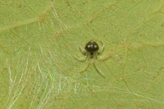 Theridula