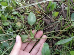 Halerpestes sarmentosa