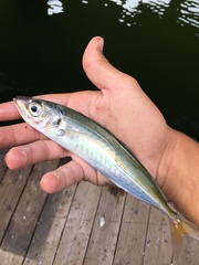 Trachurus symmetricus