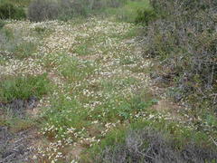 Oncosiphon africanus