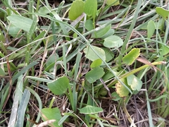 Halerpestes sarmentosa