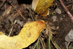 Hortiboletus engelii