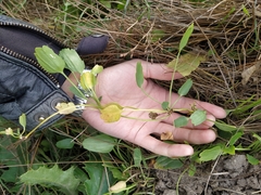 Halerpestes sarmentosa