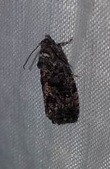 Gymnandrosoma punctidiscanum