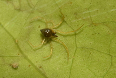 Theridula