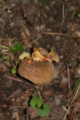 Hortiboletus engelii