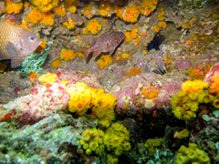 Neoniphon suborbitalis