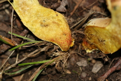 Hortiboletus engelii