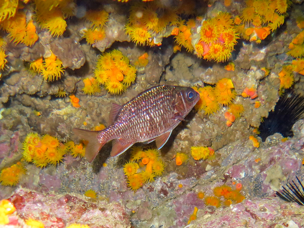 tinsel squirrelfish
