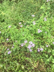 Conoclinium coelestinum