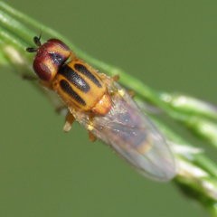 Chlorops