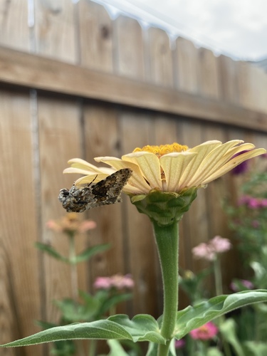 Small Ranunculus photo 3