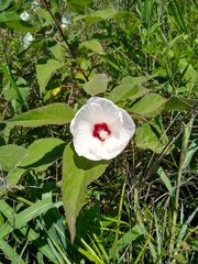 Hibiscus lasiocarpos