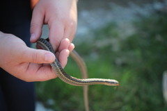 Thamnophis elegans vagrans